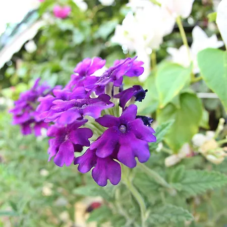 호텔 도스트 말마리스